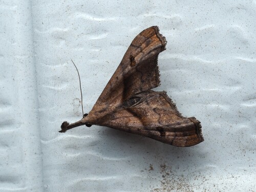 Dark-spotted Palthis Moth photo 5