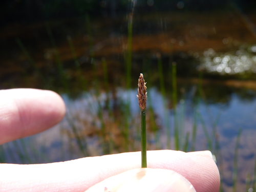 Eleocharis palustris