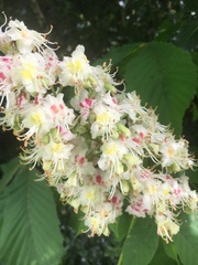 Aesculus hippocastanum