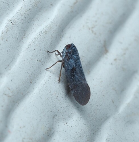 Cedusa incisa