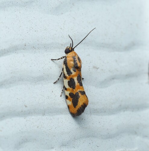Common Spragueia Moth photo 3