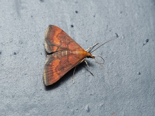 Variable Reddish and California Pyrausta Moths photo 4
