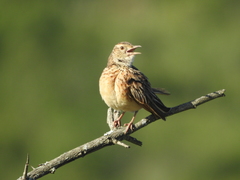 Mirafra rufocinnamomea