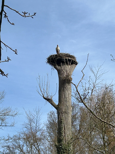 iNaturalist image