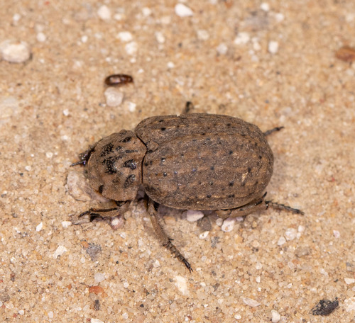 Hide Beetle