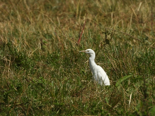 iNaturalist: (c) Joseph Tardieu-Dussol, some rights reserved (CC BY-NC), uploaded by Joseph Tardieu-Dussol iNaturalist image