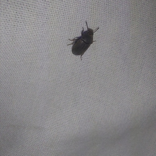 Blapstinus fortis