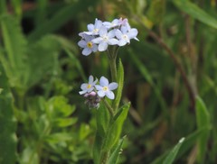 Myosotis sylvatica sylvatica