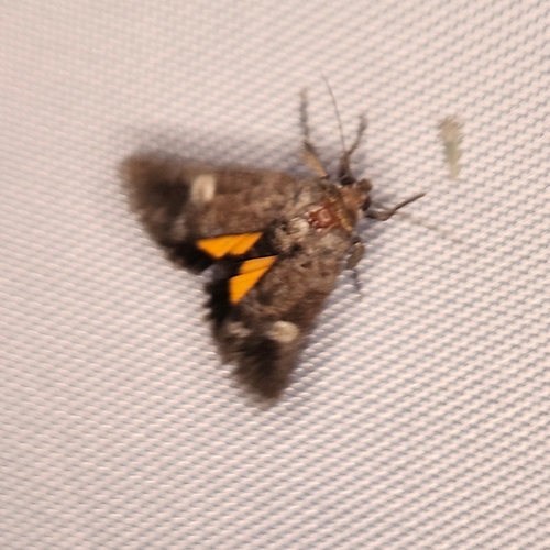 Copanarta aurea