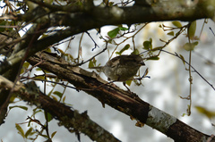 Passer domesticus