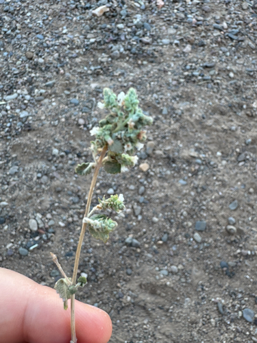 Wright's beebrush