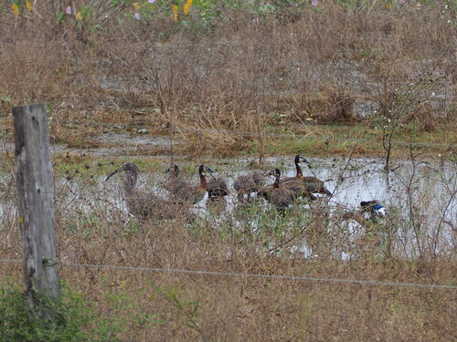 iNaturalist image