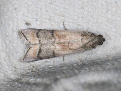 Euzophera vinnulella