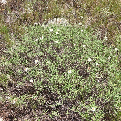 Blackfoot Daisy