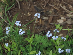 Myosotis sylvatica sylvatica