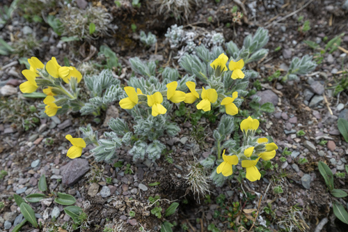 Thermopsis smithiana, photograph 2
