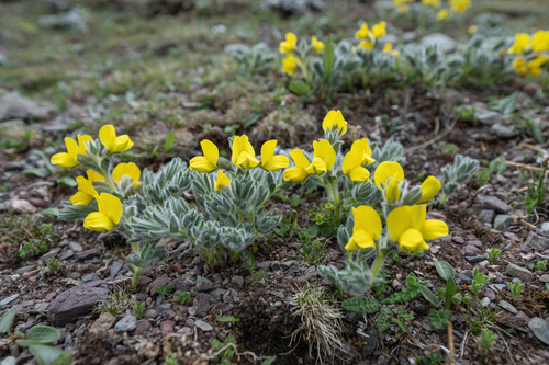 Thermopsis smithiana, photograph 3