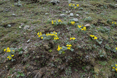 Thermopsis smithiana, photograph 4