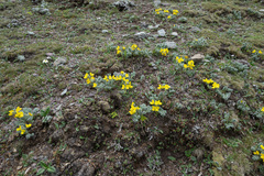 Thermopsis smithiana, photograph Morten Ross, CC BY, iNaturalist via GBIF