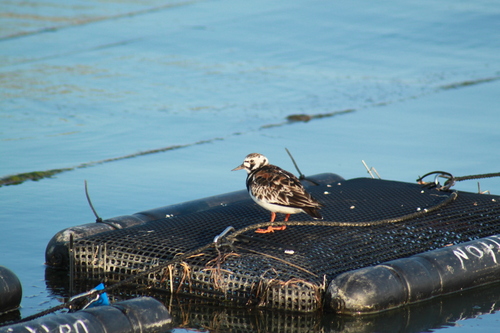 iNaturalist image