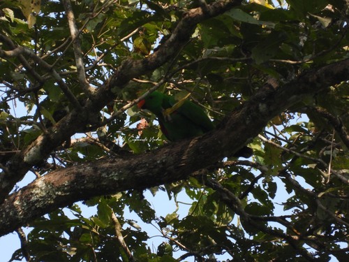 Eclectus roratus observed 2026-07-26