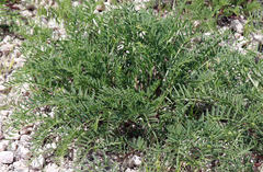 Astragalus racemosus