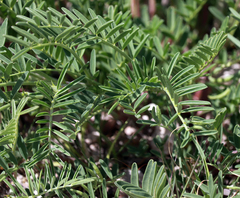 Astragalus racemosus