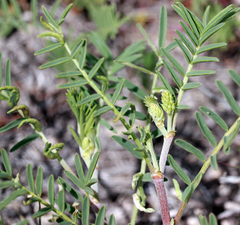 Astragalus racemosus