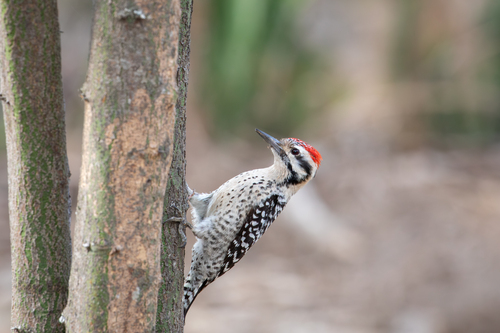 Ladder-backed Woodpecker