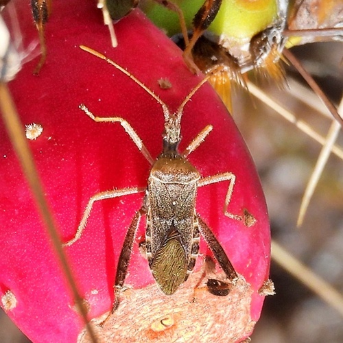 Leaf-footed Cactus Bug