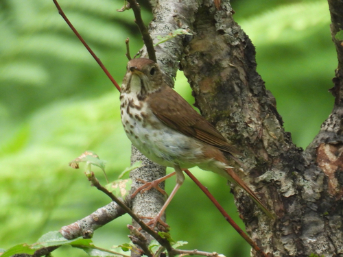 Hermit Thrush