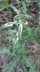 Cirsium texanum