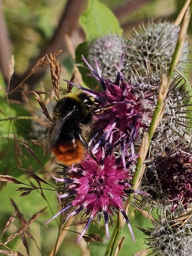 Red-tailed Bumble Bee