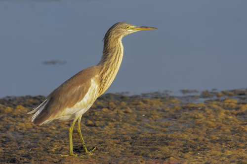 Squacco Heron