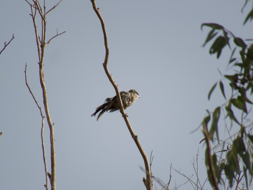 North-West African Grey Shrike