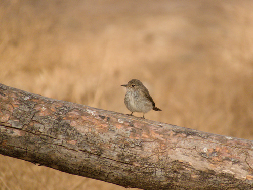 Common spotted flycatcher