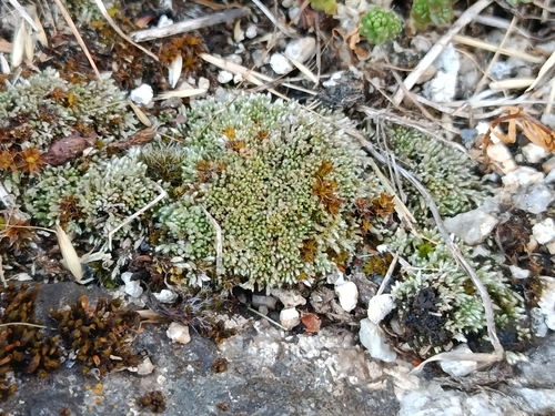 Bryum argenteum