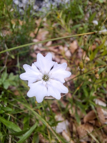 Heliosperma alpestre, photograph 5