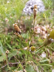 Heliosperma alpestre, photograph (c) Amelie Jorns, some rights reserved (CC BY)