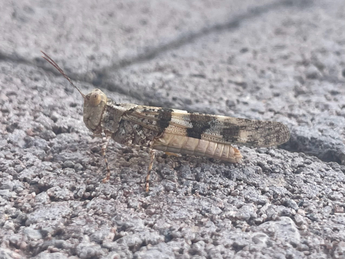 Pallid-winged Grasshopper