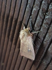 Lepidoptera