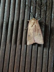 Lepidoptera