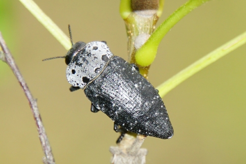 Flat-headed Root-borer, Konjsko, Hrvatska, photo 9 of 10