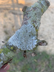 Heterodermia albicans