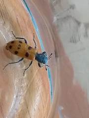 Trichodes octopunctatus