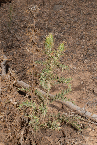 Cirsium ochrocentrum