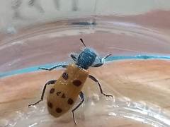 Trichodes octopunctatus