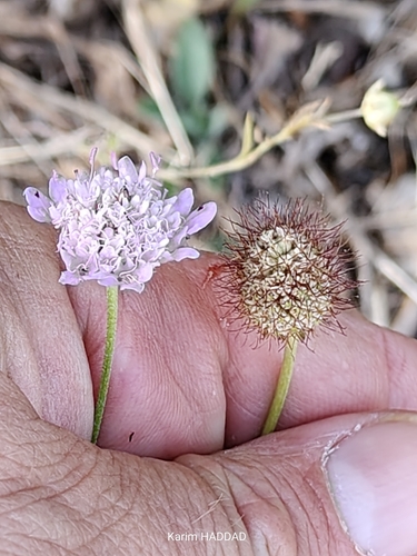 Sweet scabious