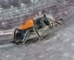 Trichodes octopunctatus