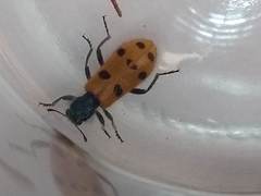 Trichodes octopunctatus